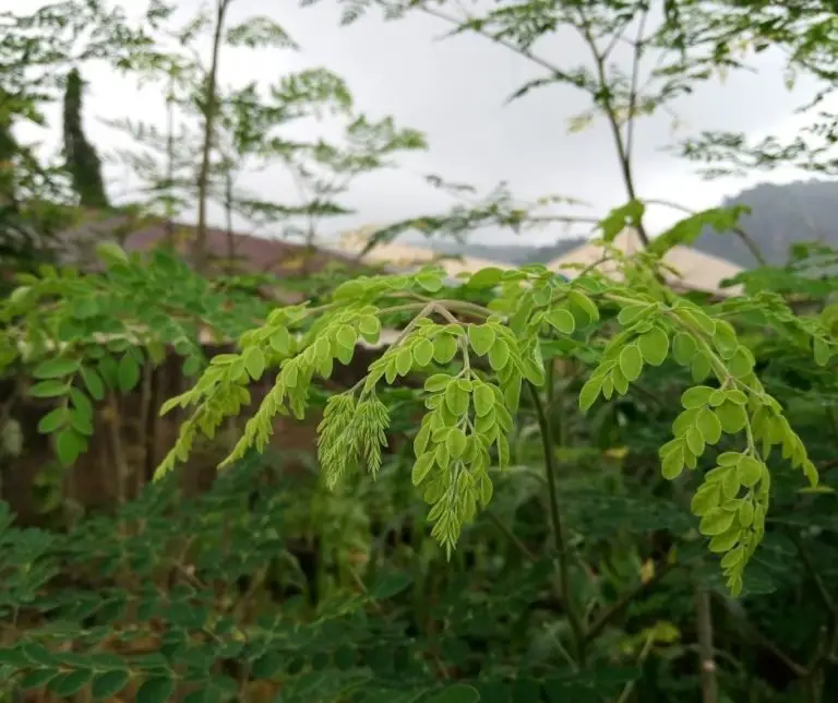 How To Grow Moringa Oleifera Green Living Zone