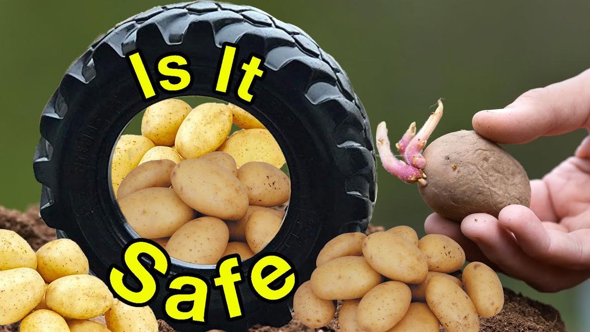 'Video thumbnail for Is It Safe To Grow Potatoes In Tires?'