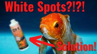'Video thumbnail for Why Does My Goldfish Have White Spots? HOW CAN I TREAT THEM??'