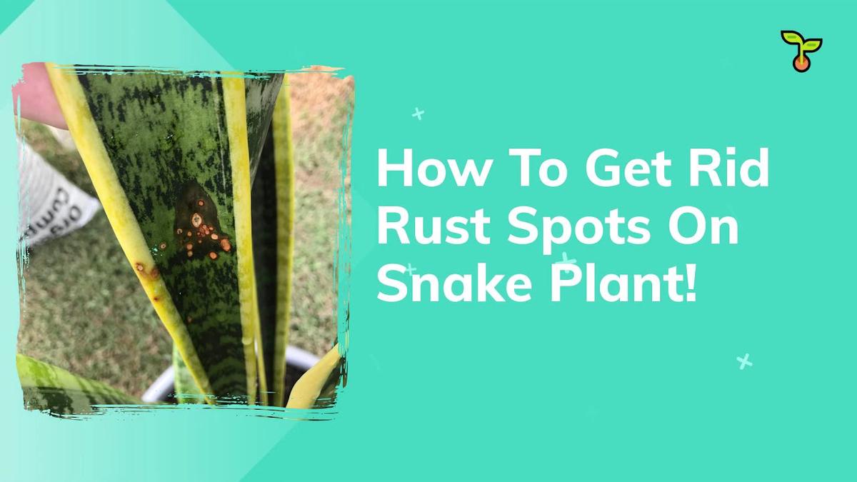 'Video thumbnail for How To Get Rid Rust Spots On Snake Plant, Superb Amazing Guide How To Cure It! (2021)'