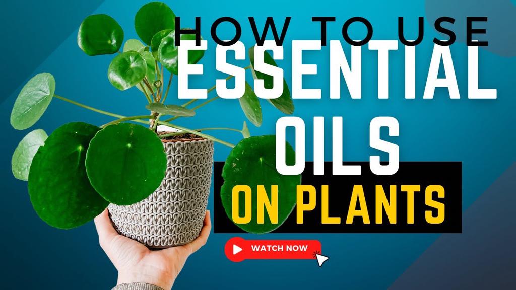 'Video thumbnail for Can You Use Essential Oils To Treat Plants? How To Use Essential Oils To Prevent Fungi Build Up.'