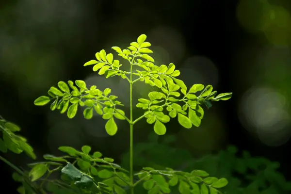 How to Grow Moringa Tree in Containers Indoors Growing Guide