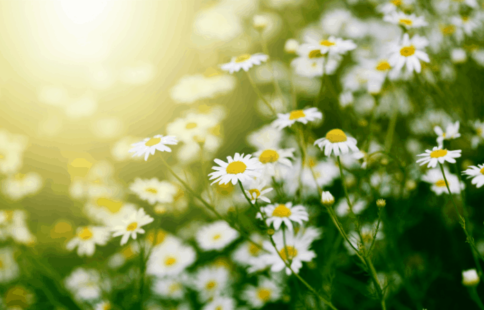 edible flowers how to harvest and storage