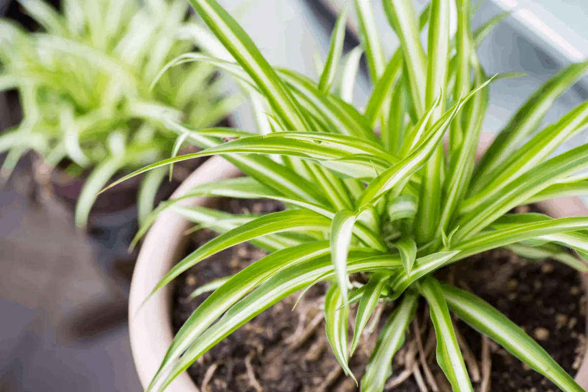 10-spider plant Best Air Purifying Plants NASA-approved
