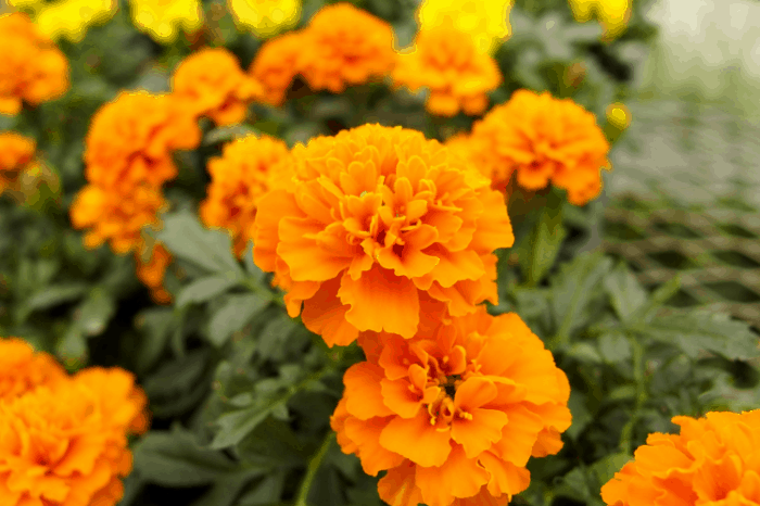 edible flowers how to harvest and storage