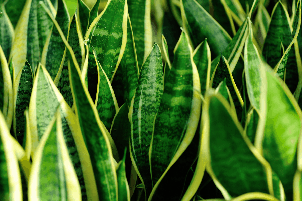 11-snake plant Best Air Purifying Plants NASA-approved