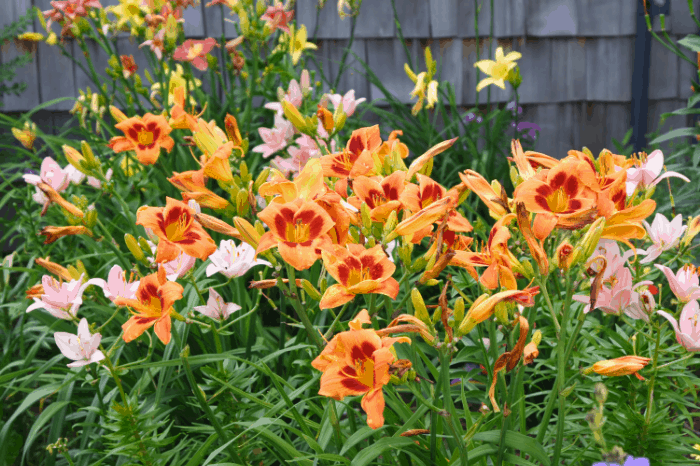 edible flowers how to harvest and storage