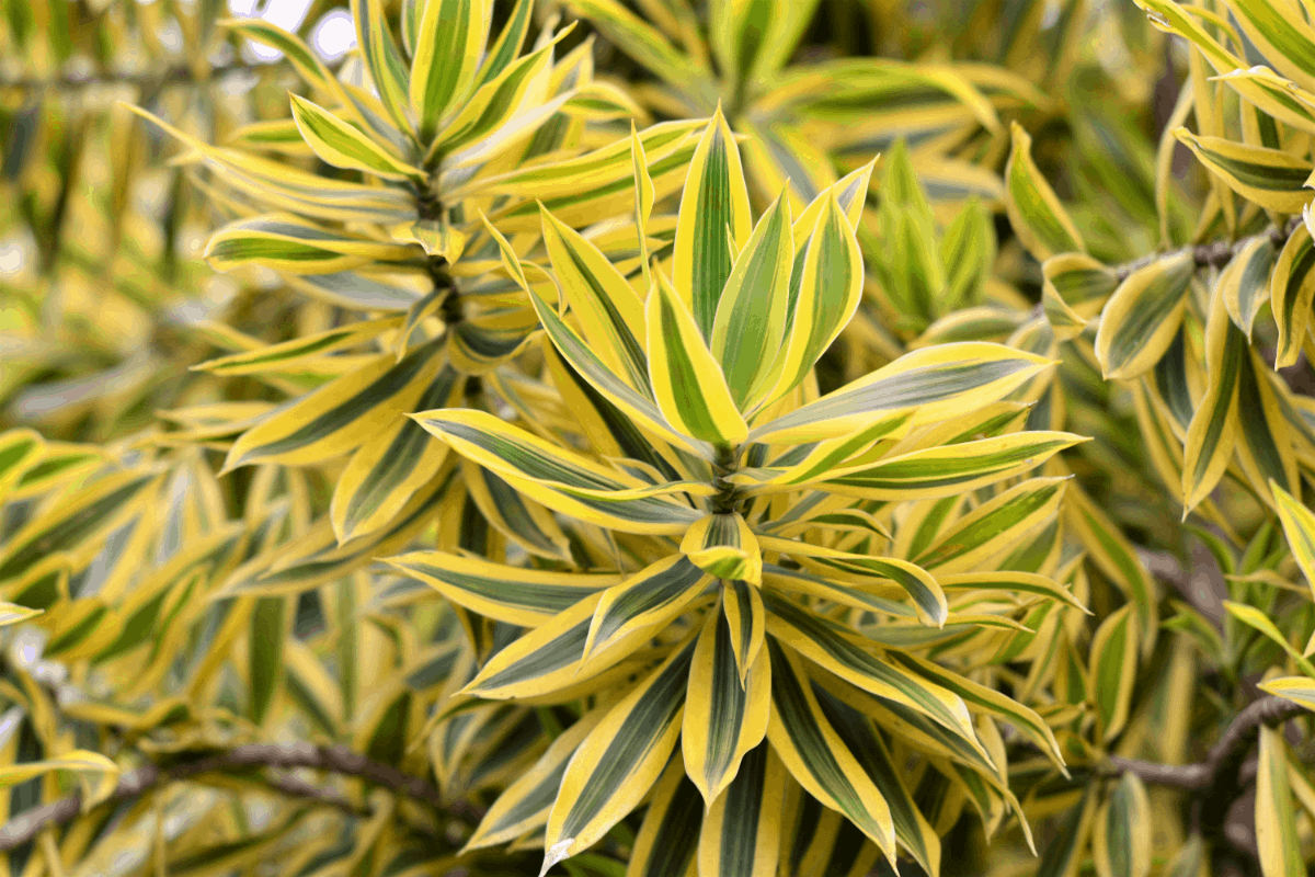 12-dracena Best Air Purifying Plants NASA-approved