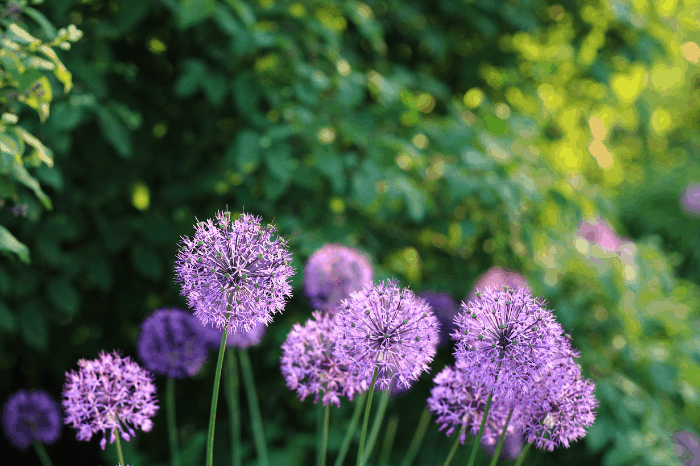 edible flowers how to harvest and storage