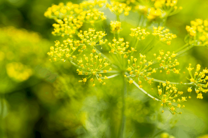 edible flowers how to harvest and storage