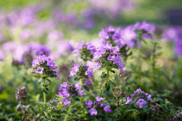 edible flowers how to harvest and storage