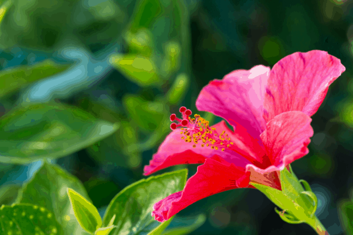 edible flowers how to harvest and storage