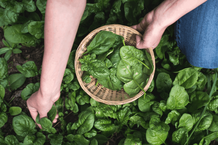 Iron in Kale vs.Spinach. A Nutritional Value Comparison