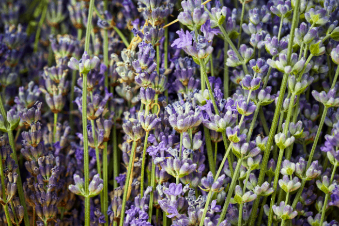 The Most Common Edible Flowers. How to Store and Preserve ...