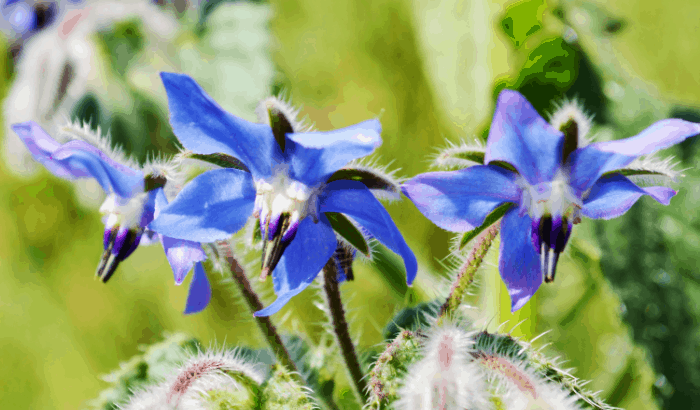 edible flowers how to harvest and storage