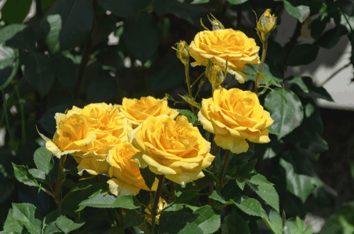 edible flowers how to harvest and storage