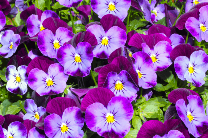 edible flowers how to harvest and storage