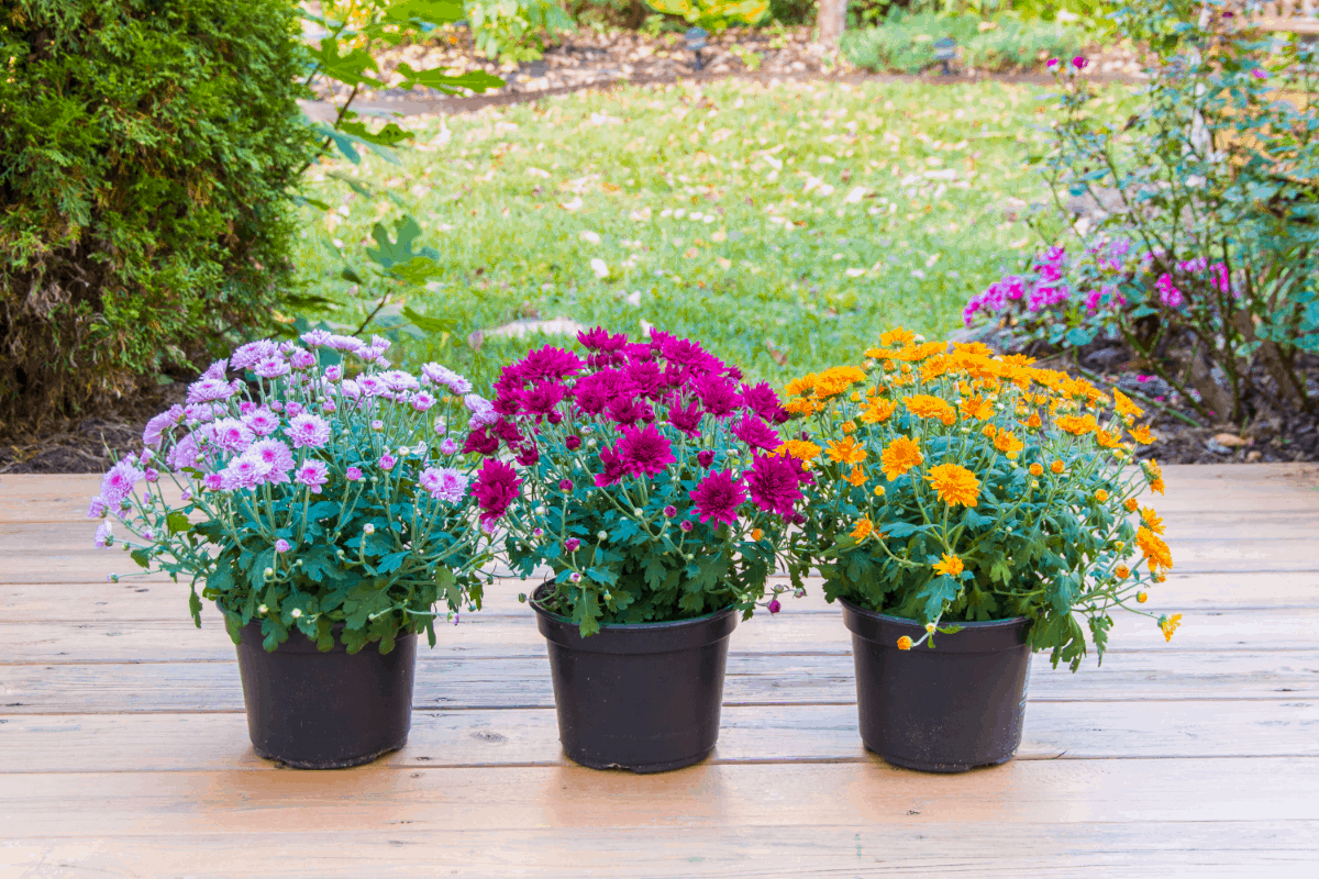 6-mums plants Best Air Purifying Plants NASA-approved