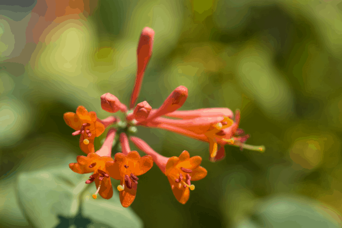 edible flowers how to harvest and storage