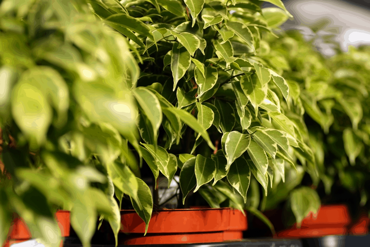 7-ficus Best Air Purifying Plants NASA-approved