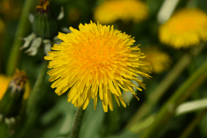 edible flowers how to harvest and storage