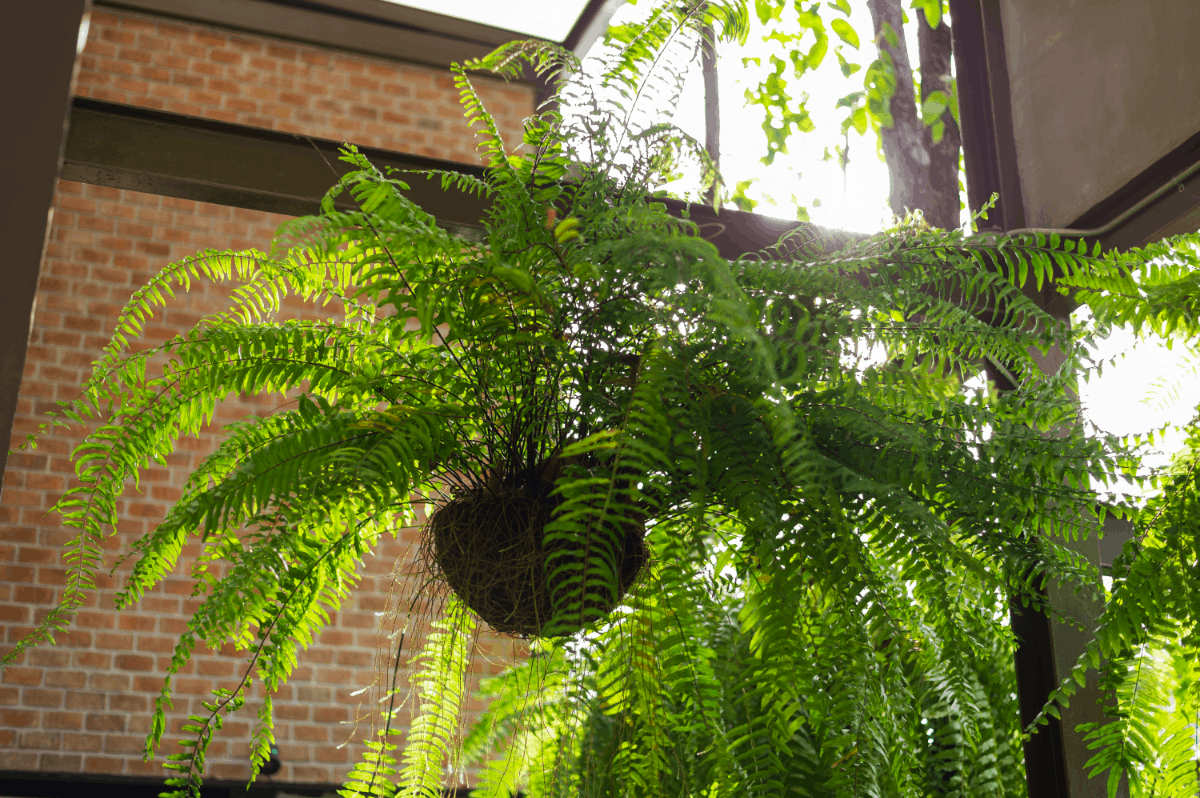 8-boston fern Best Air Purifying Plants NASA-approved