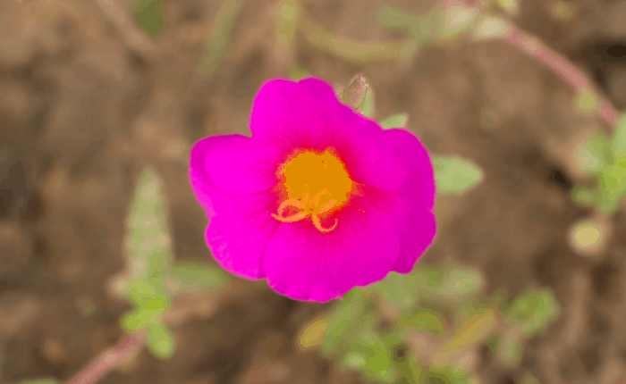 edible flowers how to harvest and storage