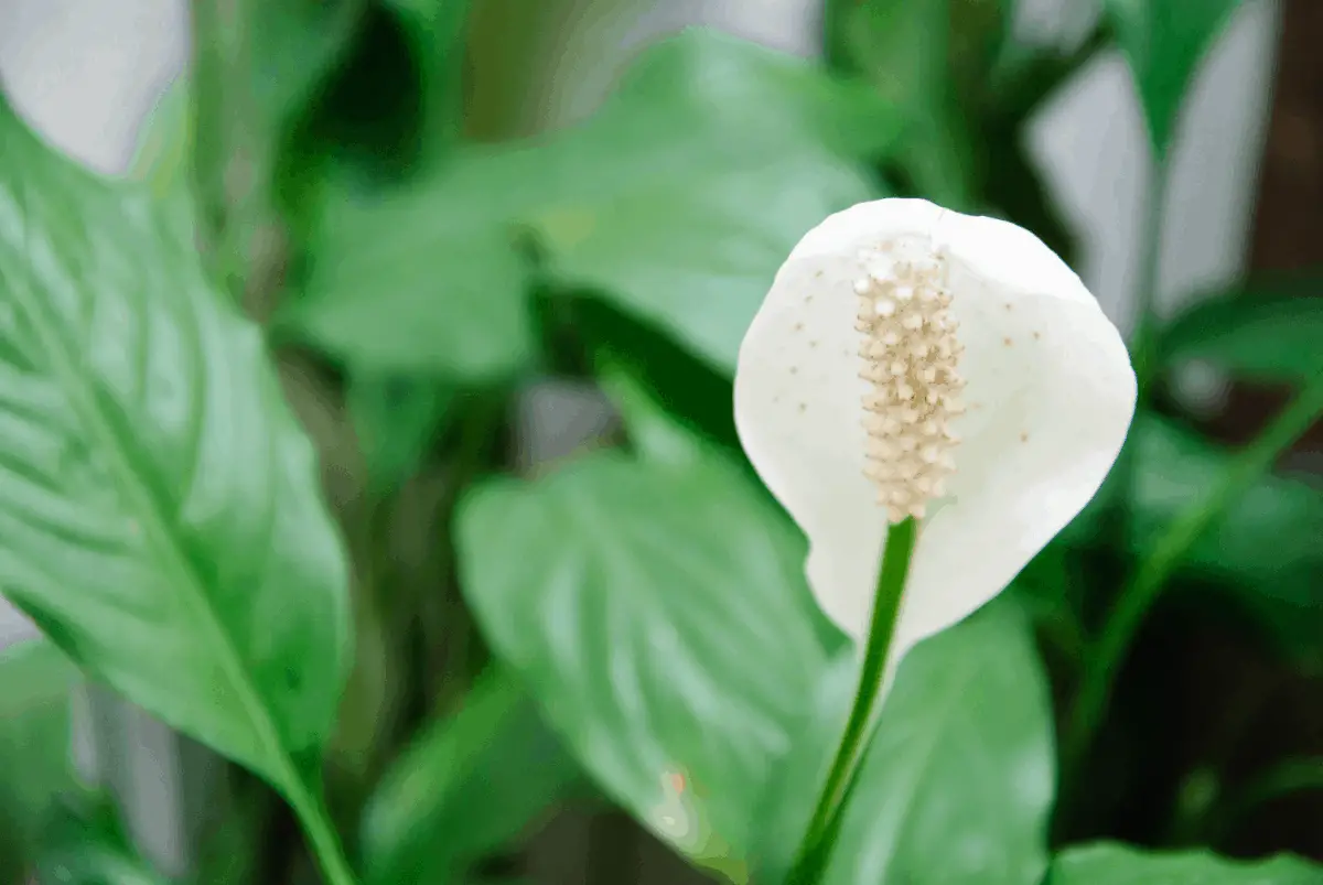 9-lily Best Air Purifying Plants NASA-approved