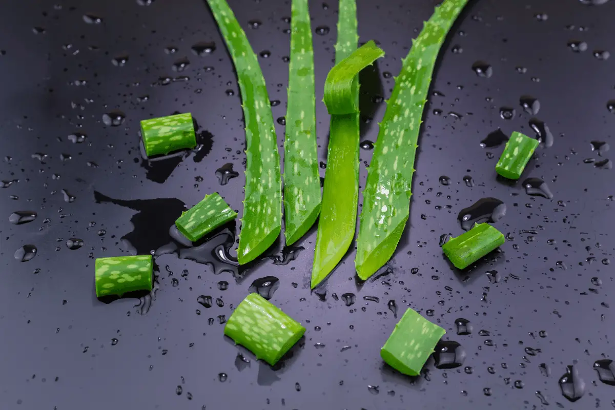 Aloe Vera Unique Benefits and Uses Skin, Hair and More