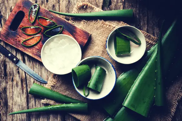 harvested gel from aloe vera plant