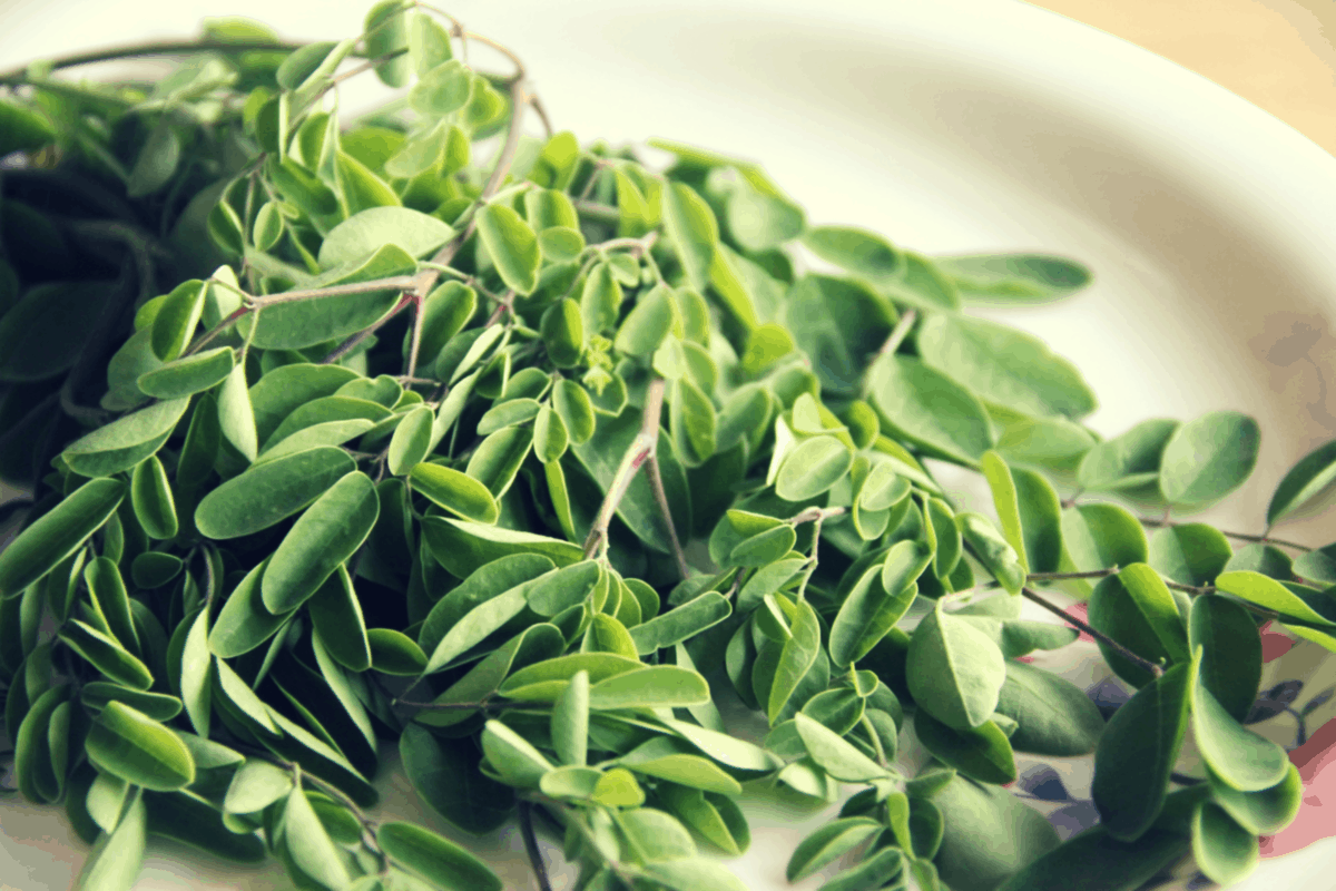 How to Make Moringa Tea to Enjoy its Benefits