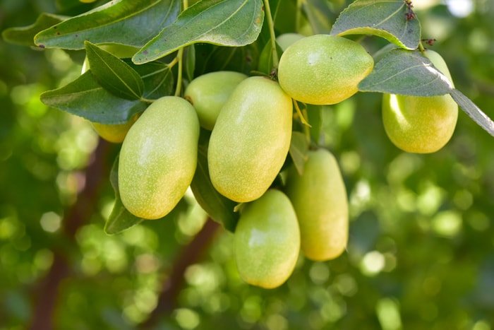 jojoba oil tree