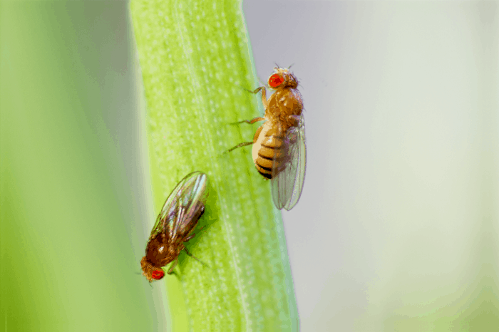 Essential Oils to Get Rid of Fruit Flies