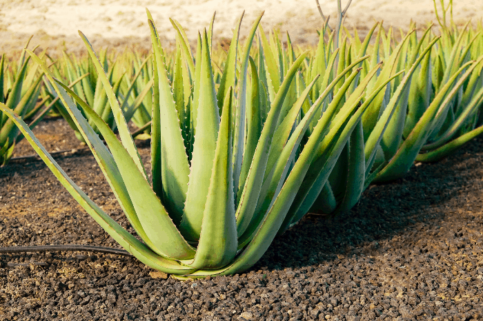 Aloe Vera Unique Benefits And Uses Skin Hair And More Green