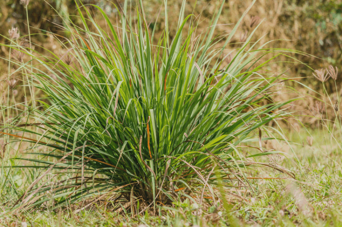 Does Citronella Grass Repel Flies: How to Grow, Uses, and Benefits 