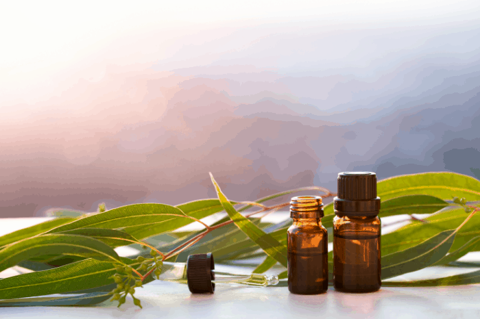 What are the Best Essential Oils to Keep Flies Away