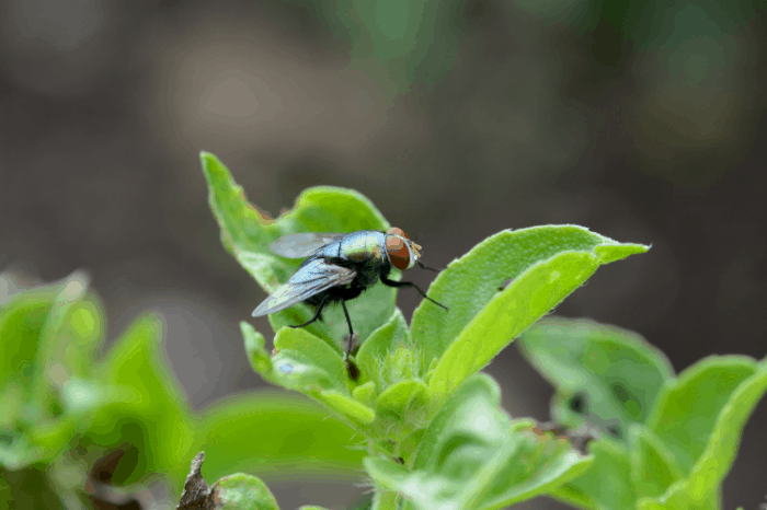 What are the Best Essential Oils to Keep Flies Away