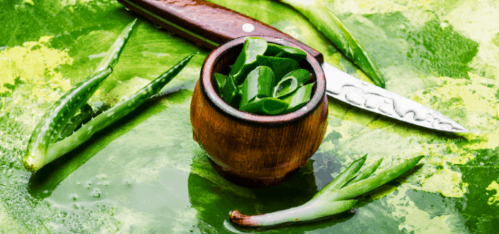 Aloe Vera Unique Benefits & Uses: Skin, Hair and More