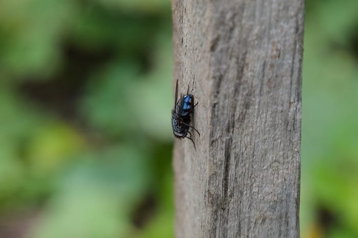 How to Make a Tea Tree Oil Fly Repellent at Home?