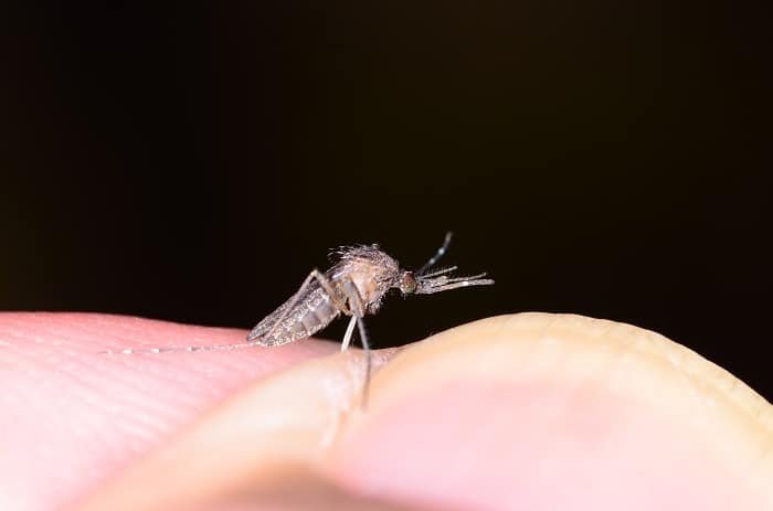 How to Make Homemade Mosquito Trap Vinegar