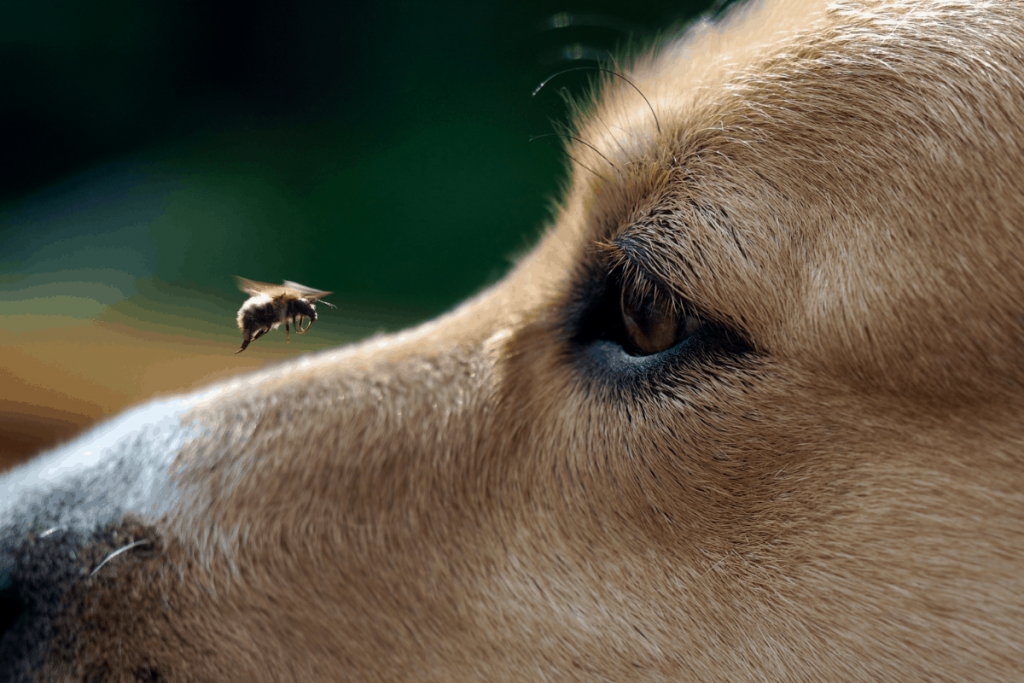 How to keep flies off my dog easy tips you can do at home green