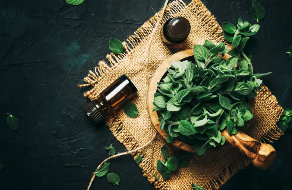 How to Make Oregano Oil - Green Living Zone