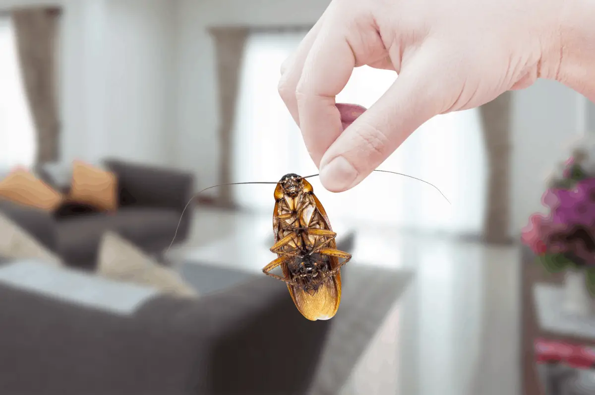 Amazing Natural Insecticide for Your Home