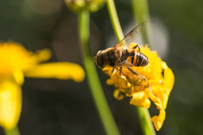 The Causes of Bees Dying and the Impact if Bees Disappeared