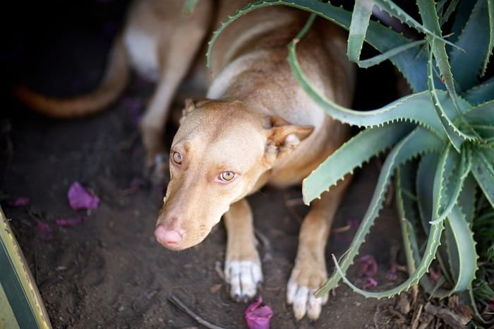 Is Aloe Vera Gel Safe for a Dog's Skin