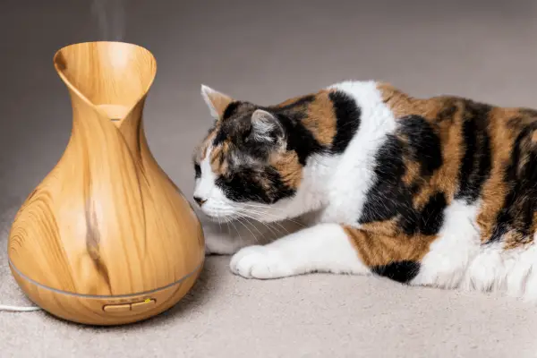 What Essential Oils are Safe to Diffuse Around Cats