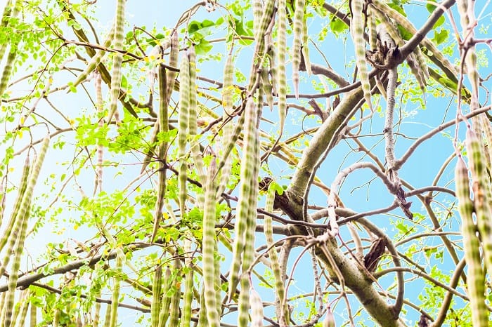 How to prune a moringa tree