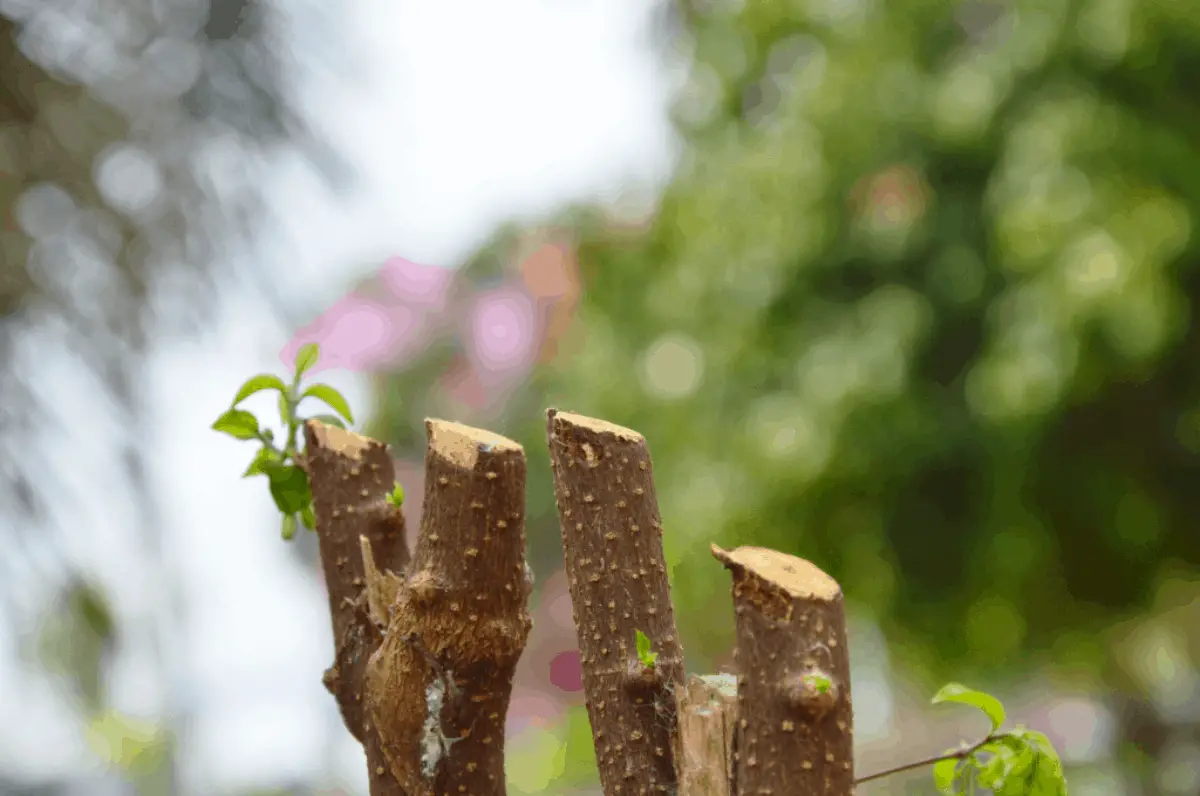 How to Prune a Moringa Tree