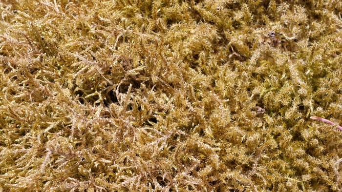 Can You Consume too Much Sea Moss Side Effects