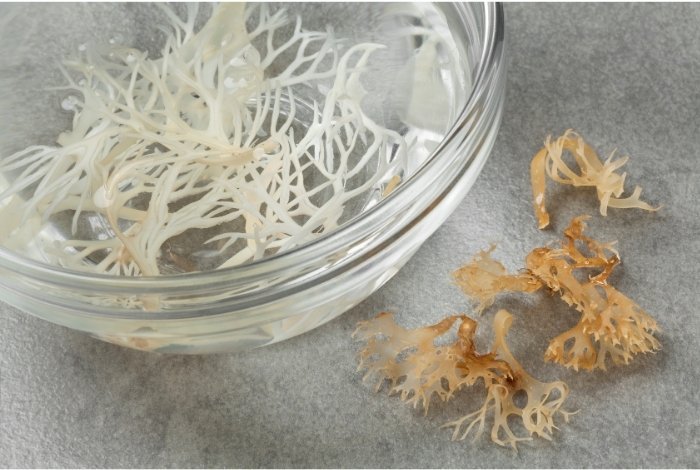 What is Sea Moss